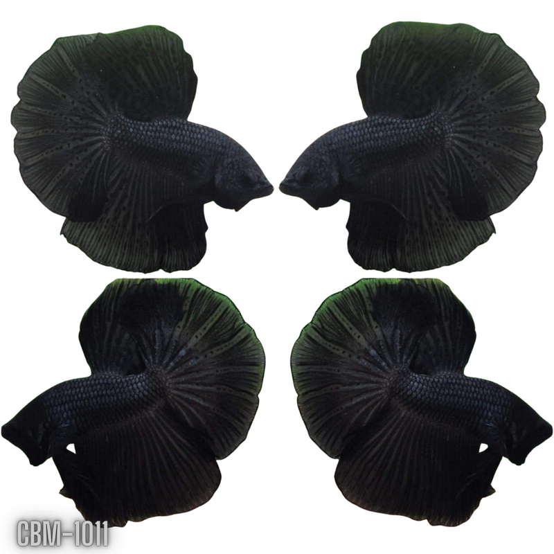Super Black Halfmoon  Male Betta (CBM-1011 GROUP) Our Choice BUY 4 GET 1 FREE MIX & MATCH
