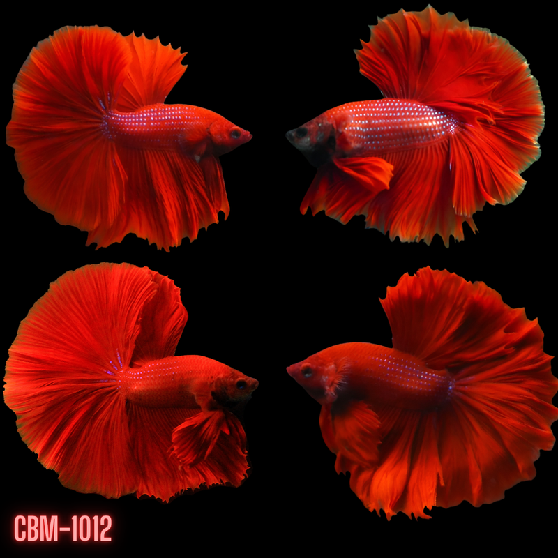 Halfmoon Betta Fish