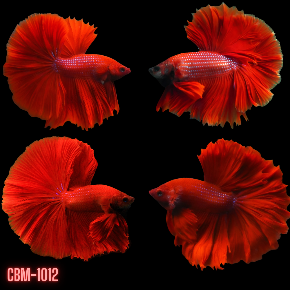 Super Red Over Halfmoon Rosetail Male Betta Our Choice (CBM-1012)