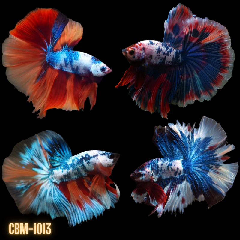 Betta Fish Tank| Fancy Marble Candy Halfmoon Betta — Coast Gem USA