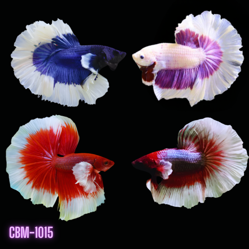 Mix Butterfly Halfmoon Rosetail Male Betta (CBM-1015 GROUP) Our Choice BUY 4 GET 1 FREE MIX & MATCH