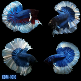 Blue Body Butterfly Over Halfmoon Rosetail Male Betta Fish Our Choice (CBM-1016)