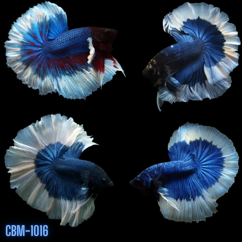 Blue Body Butterfly Over Halfmoon Rosetail Male Betta Fish (CBM-1016) Our Choice BUY 4 GET 1 FREE MIX & MATCH
