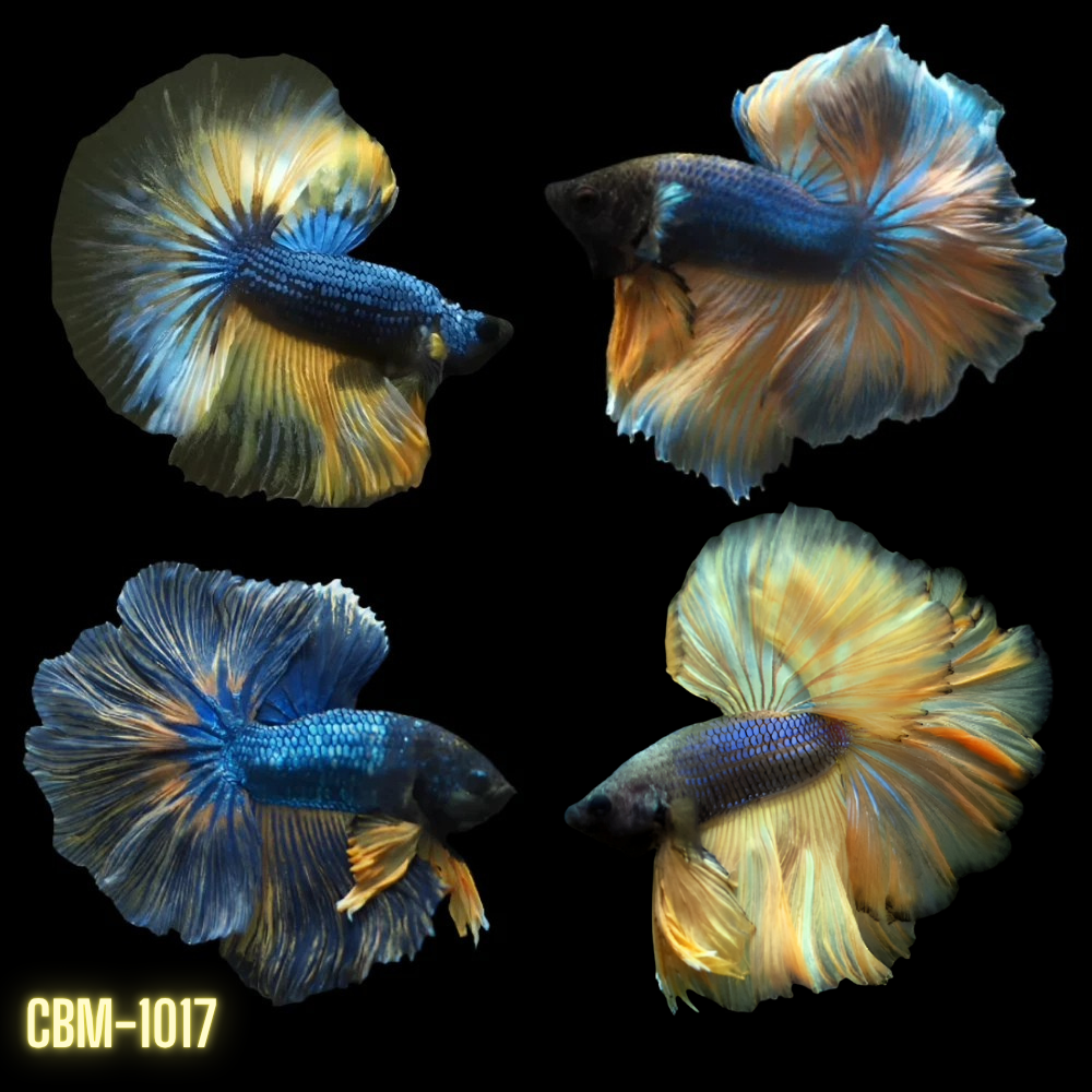 Male Betta Mustard Gas green/blue/black ROSETAIL Over Halfmoon Our Choice (CBM-1017)