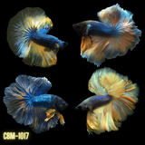 Male Betta Mustard Gas green/blue/black ROSETAIL Over Halfmoon Our Choice (CBM-1017)