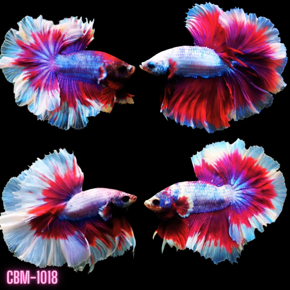 Red/Salamander Butterfly Mohawk Over Halfmoon Male Betta Our Choice (CBM-1018)
