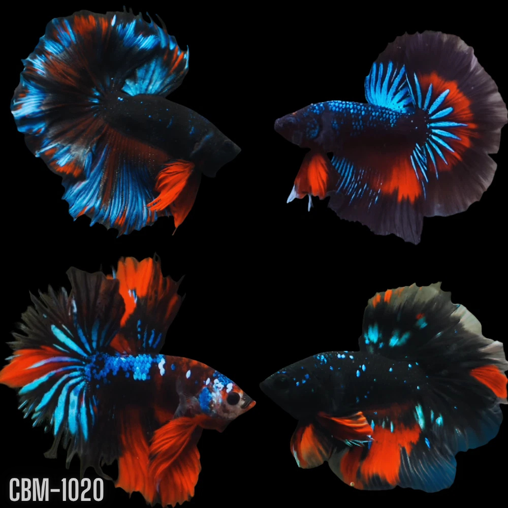 Black Koi Galaxy Over Halfmoon Male Betta Our Choice (CBM-1020)