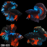 Black Koi Galaxy Over Halfmoon Male Betta Our Choice (CBM-1020)