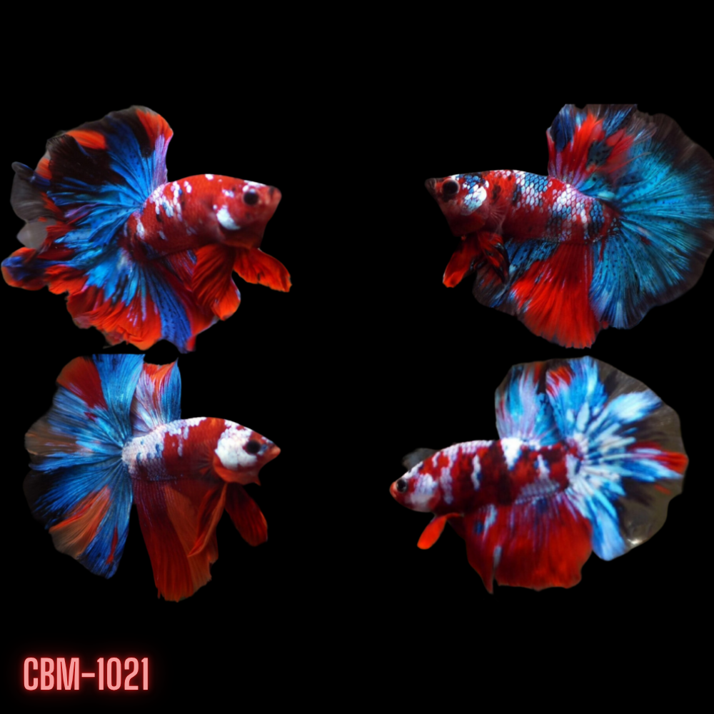 Male Betta Fish Red Koi Over Halfmoon Rosetail Our Choice (CBM-1021)