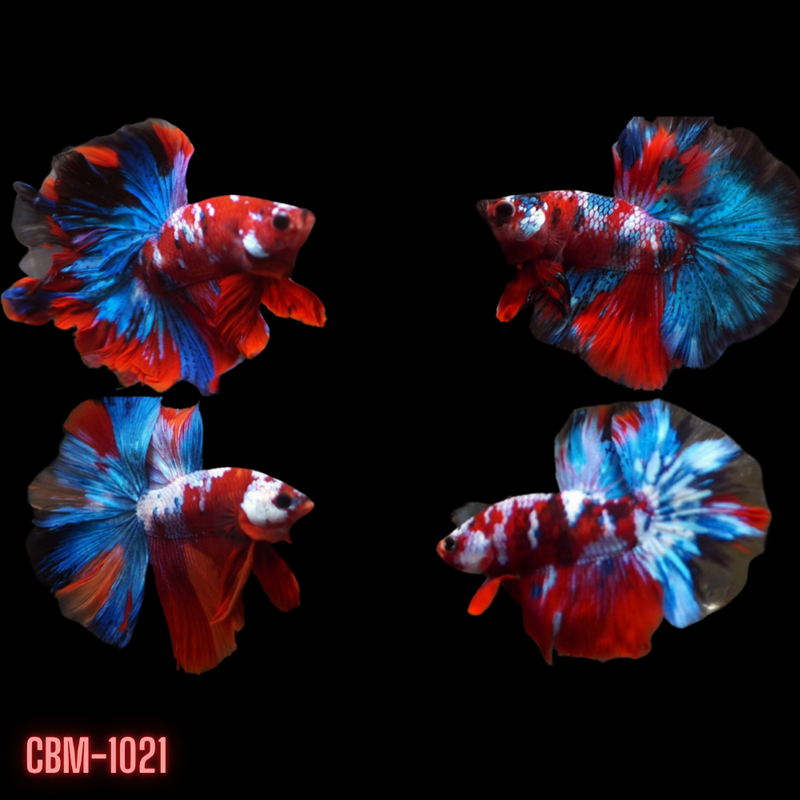 Male Betta Fish Red Koi Over Halfmoon Rosetail (CBM-1021)Our Choice Buy 4 GET 1 FREE! MIX & MATCH