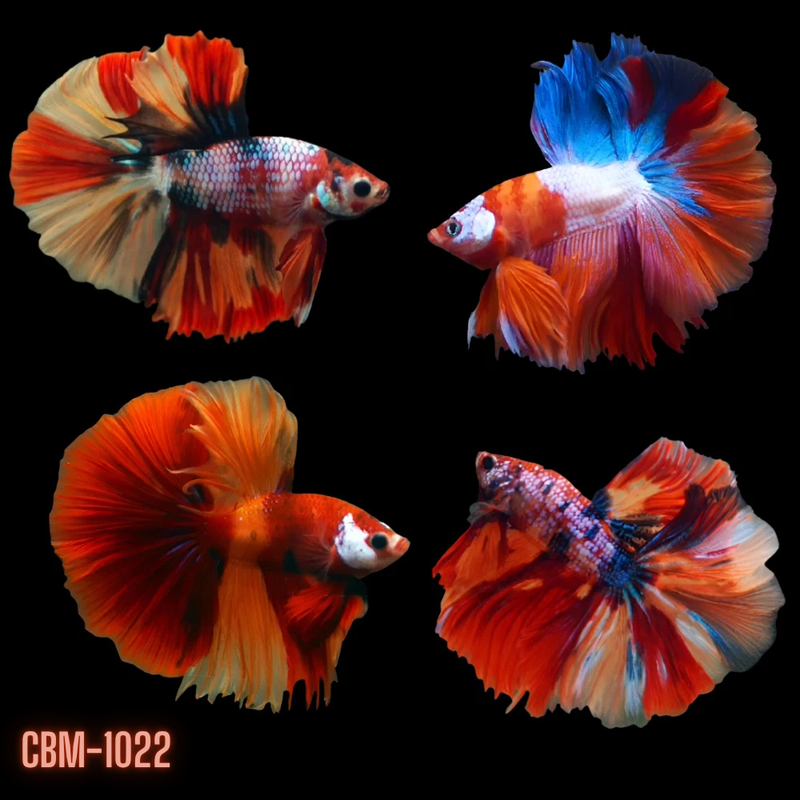 Nemo Galaxy Over Halfmoon Rosetail Male Betta   (CBM-1022) Our Choice BUY 4 GET 1 FREE MIX & MATCH