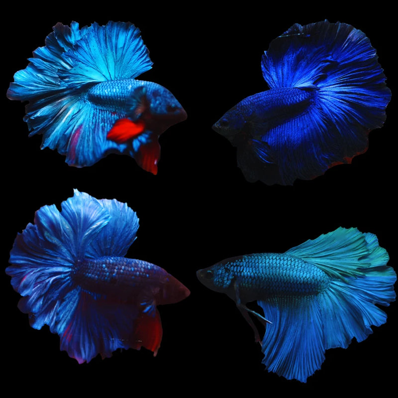 Male Betta Blue/Green Over Halfmoon Rosetail (CBM-1023) Our Choice BUY 4 GET 1 FREE MIX & MATCH