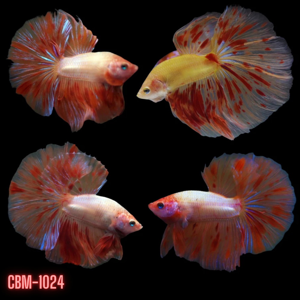 Armaggedon Skyhawk Over Halfmoon Rosetail Male Betta Our Choice (CBM-1024)