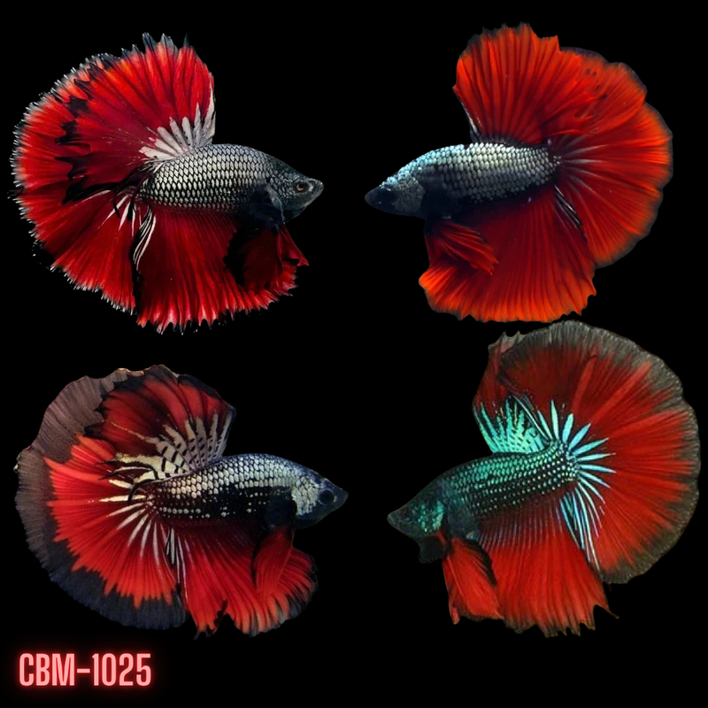Red Copper Over Halfmoon Star Tail Dark Tone Male Betta Fish (CBM-1025) Our Choice BUY 4 GET 1 FREE MIX & MATCH