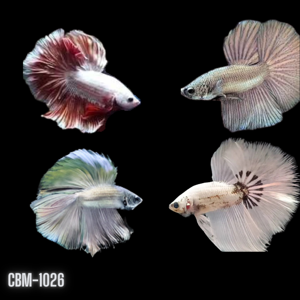 Male Betta Copper Scale Over Halfmoon Light Tone Our Choice (CBM-1026)
