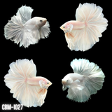 Pegasus Super White Platinum Halfmoon Male Betta Fish Our Choice (CBM-1027)