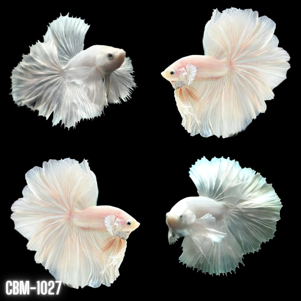 Male Betta Fish | Platinum White Halfmoon Male Betta — Coast Gem USA, image size:1000x1000