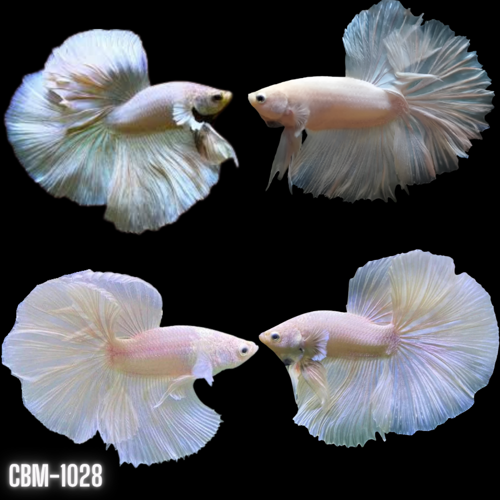 Male Betta Fish Opal/White Halfmoon Our Choice (CBM-1028)