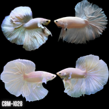 Male Betta Fish Opal/White Halfmoon Our Choice (CBM-1028)