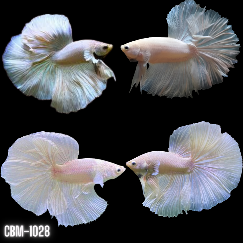 Male Betta Fish Opal/White Halfmoon (CBM-1028) Our Choice BUY 4 GET 1 FREE