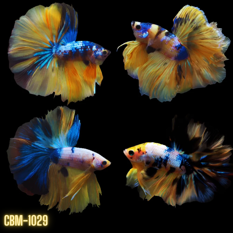 Yellow Koi & Marble Over Halfmoon Male Betta (CBM-1029) Our Choice BUY 4 GET 1 FREE MIX & MATCH