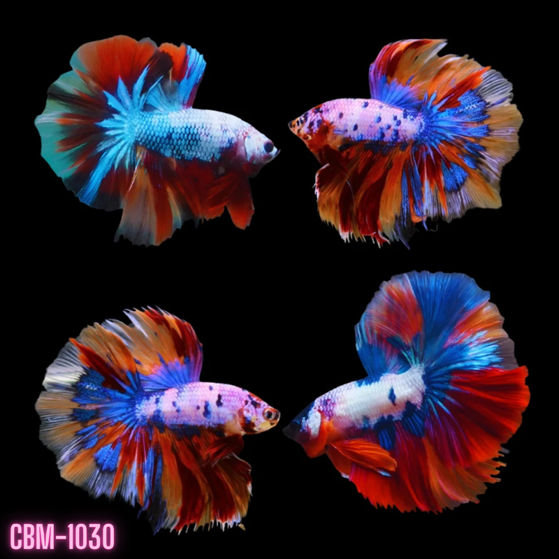 Candy Marble Dot Over Halfmoon Rosetail Male Betta (CBM-1030)Our Choice BUY 4 GET 1 FREE MIX & MATCH