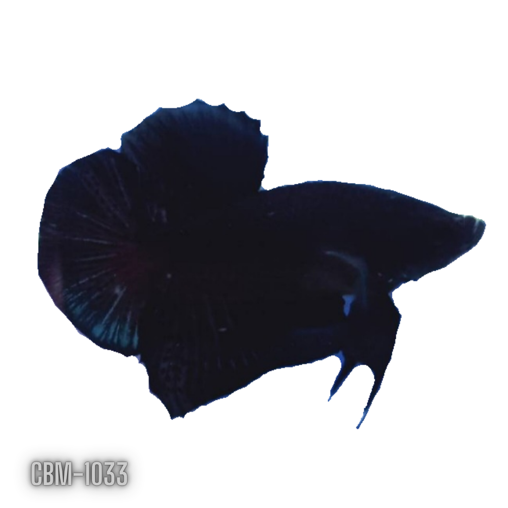Super Black Plakat Male betta Our Choice (CBM-1033)