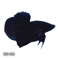 Super Black Plakat Male betta Our Choice (CBM-1033)