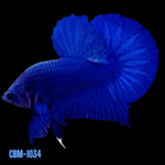 Royal Blue Plakat Male Betta (CBM-1034) BUY 4 GET 1 FREE! MIX & MATCH