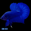 Royal Blue Plakat Male Betta (CBM-1034) BUY 4 GET 1 FREE! MIX & MATCH