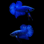 Royal Blue Plakat Male Betta (CBM-1034) BUY 4 GET 1 FREE! MIX & MATCH