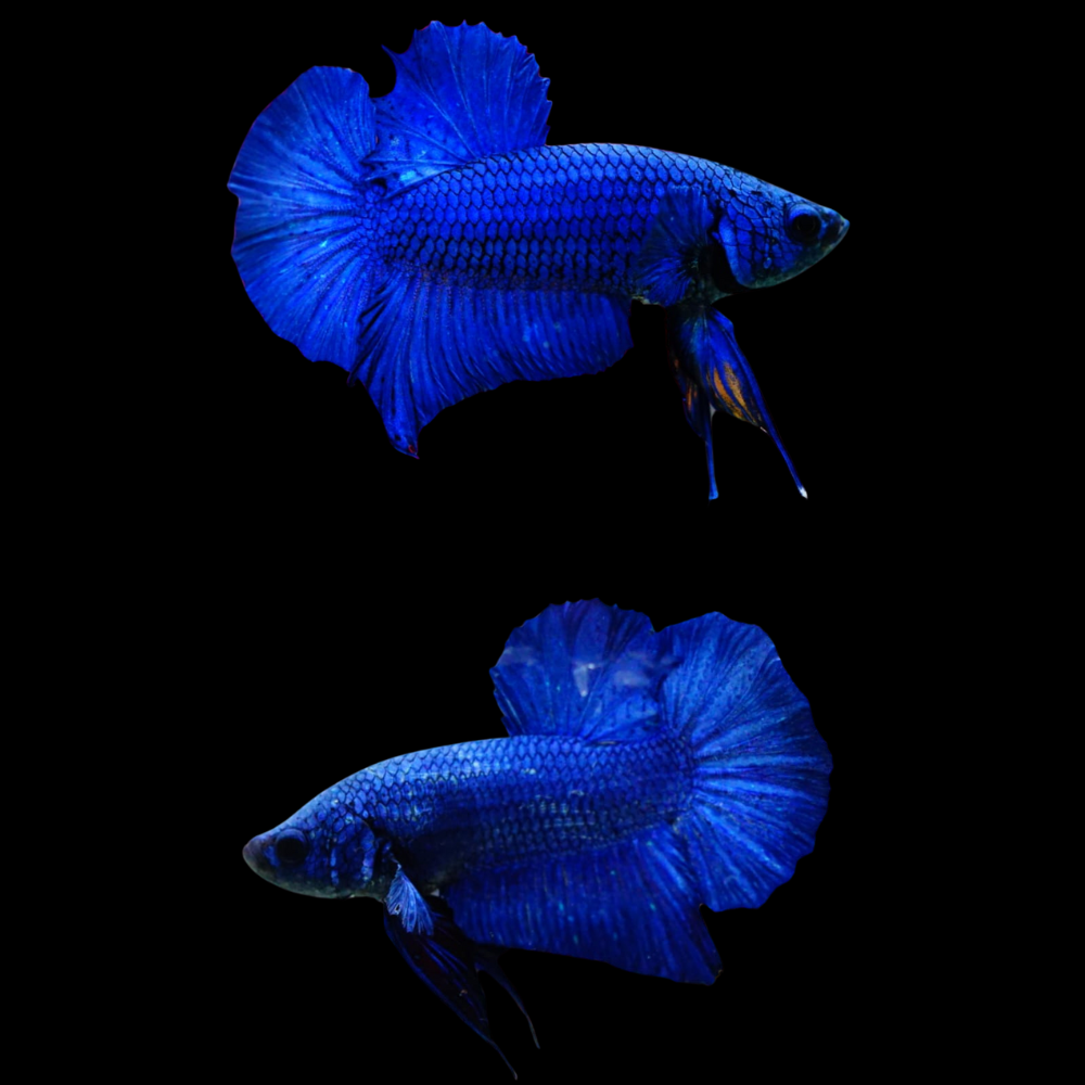 Royal Blue Plakat Male Betta (CBM-1034) BUY 4 GET 1 FREE! MIX & MATCH