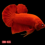 Super Red Plakat Male betta Fish Our Choice (CBM-1035)