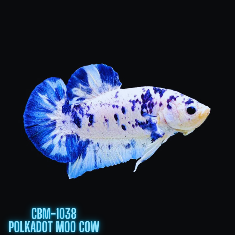 BLUE MARBLE POLKADOT/ Moo Cow PLAKAT (CBM-1038) BUY 4 GET 1 FREE! MIX & MATCH