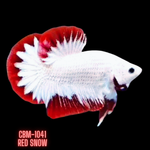 Betta Plakat Male Red Snow Fancy Star Tail Our Choice (CBM-1041)