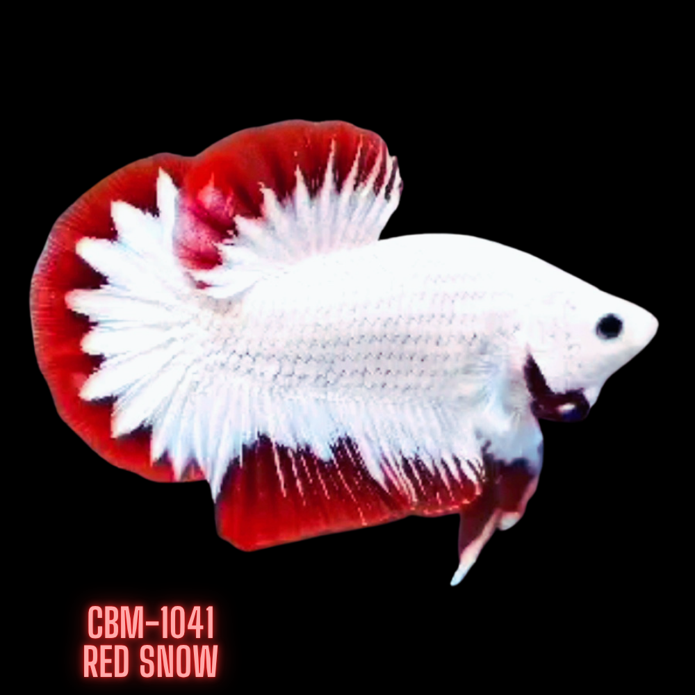 beta fish Red Snow Male Betta Plakat — Coast Gem USA