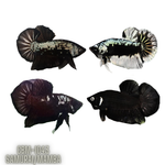 Premium Plakat Male Betta Samurai, Mamba Our Choice (CBM-1043)