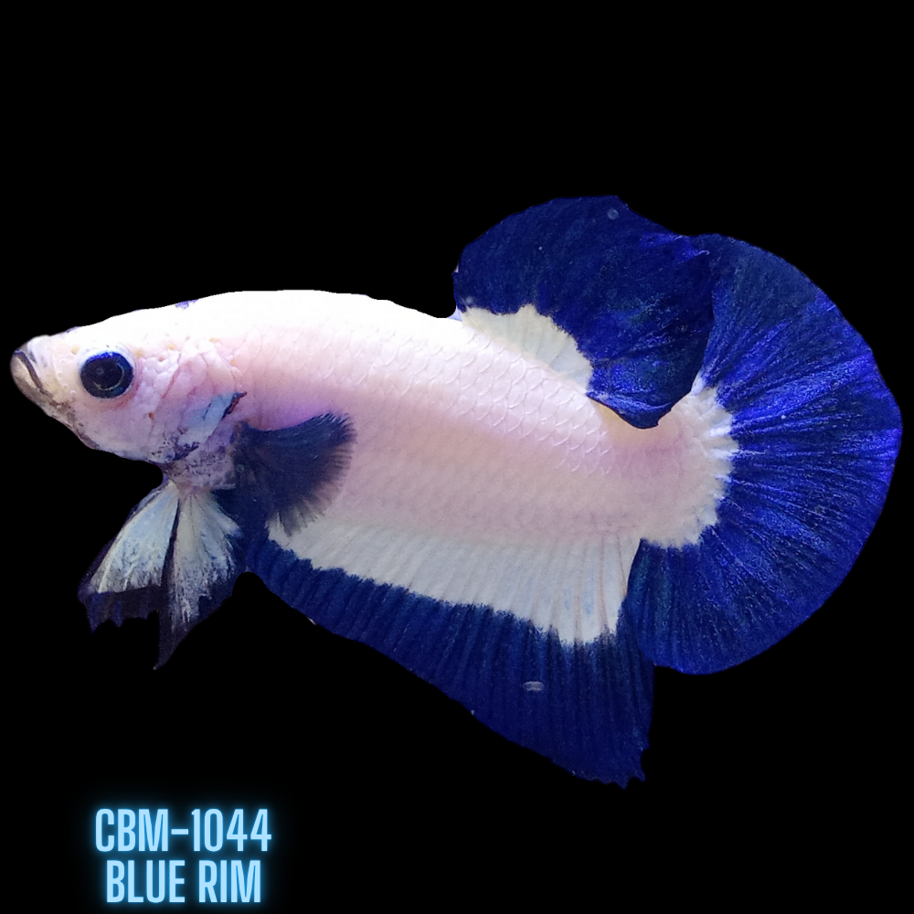 ALL OUR CHOICE MALE BETTA
