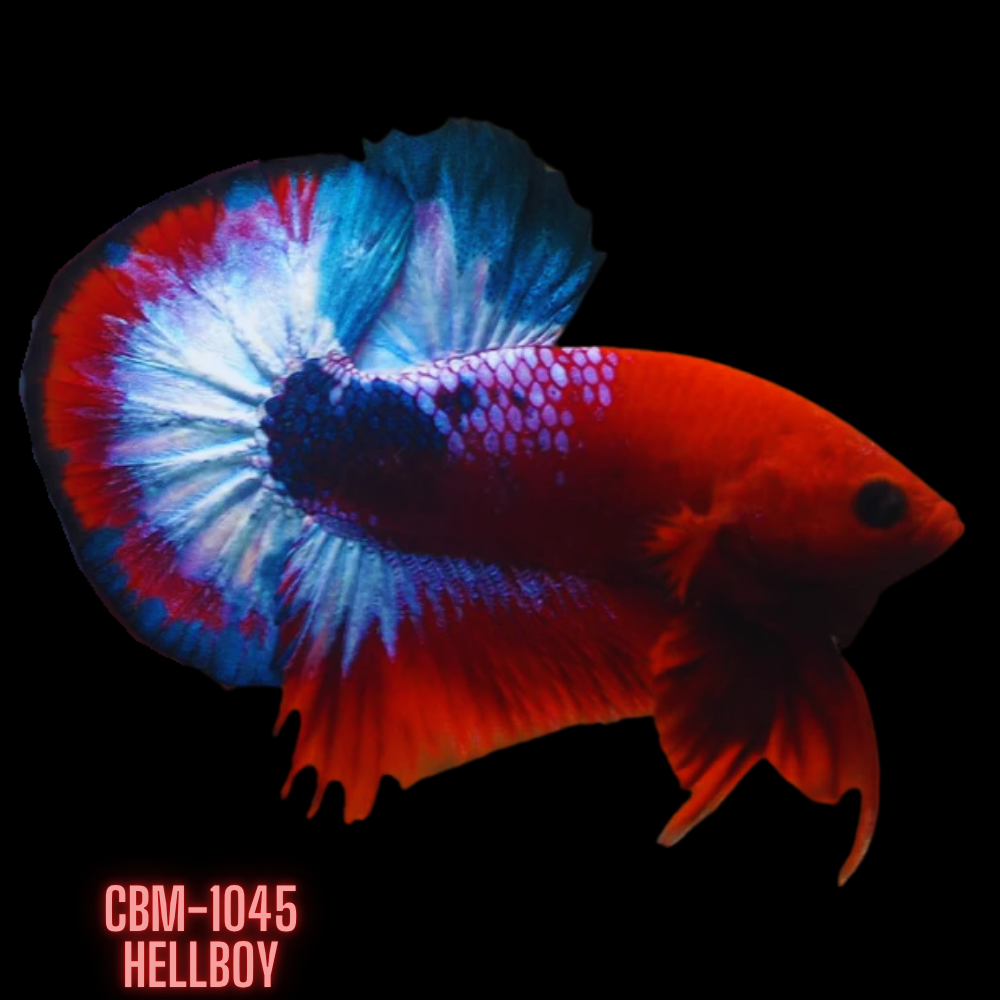 Hellboy/Red Copper/Fancy Hellboy Male Plakat Betta Our Choice (CBM-1045)