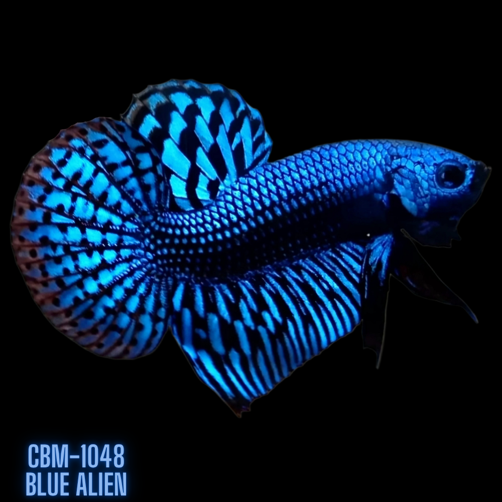 Blue Alien Male Wild Betta Our Choice (CBM-1048)