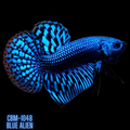 Blue Alien Male Wild Betta Our Choice (CBM-1048)