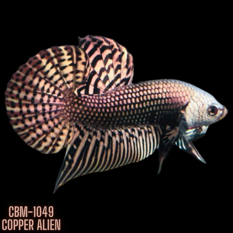 Copper Alien Male Wild Betta (CBM-1049) BUY 4 GET 1 FREE MIX & MATCH