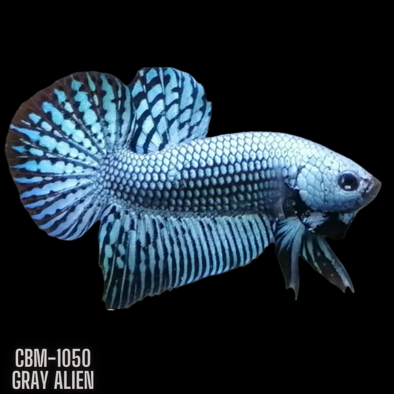 Betta Fish tank Wild Bettas for sale online San Diego CA — Coast