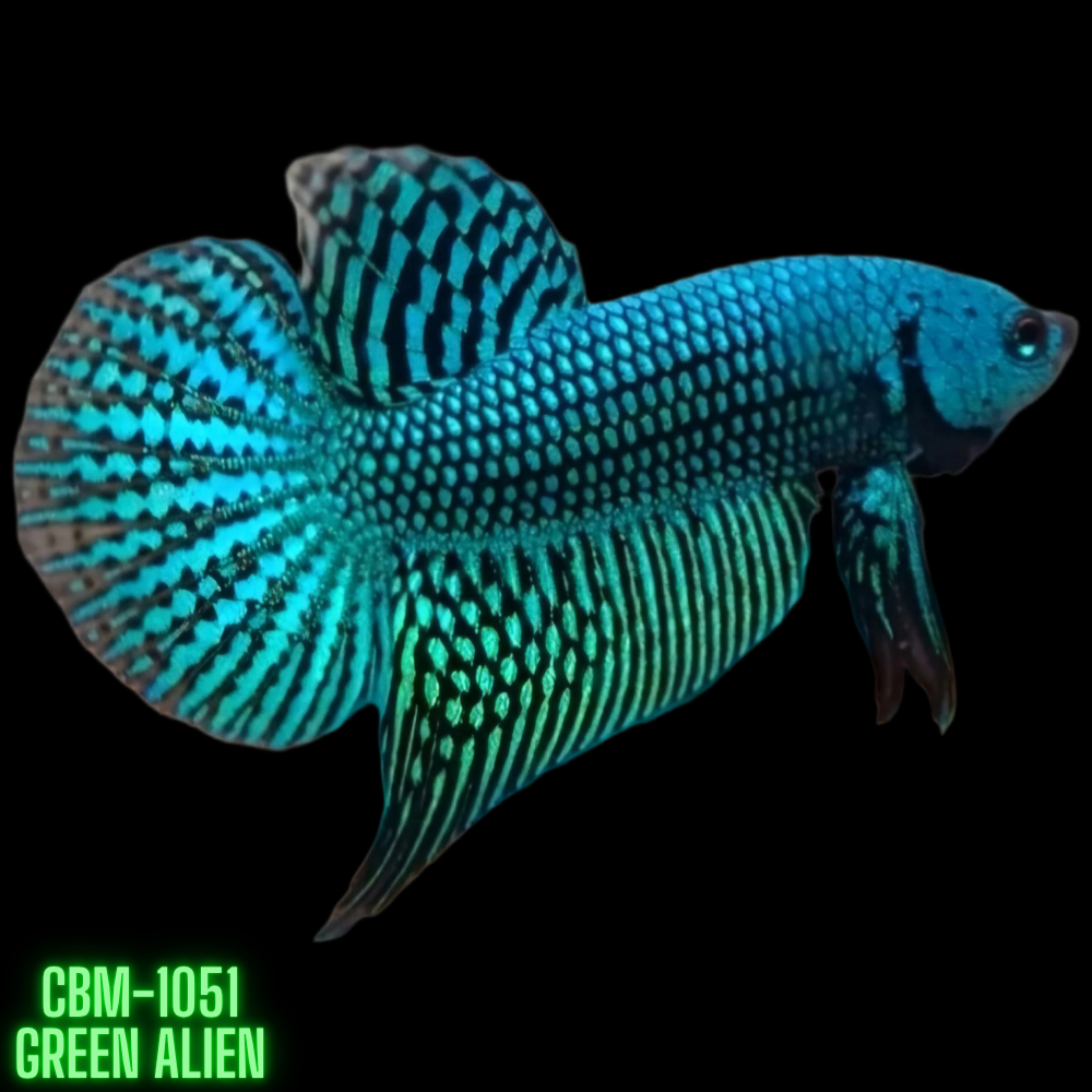 Green Alien Male Wild Betta Our Choice (CBM-1051)