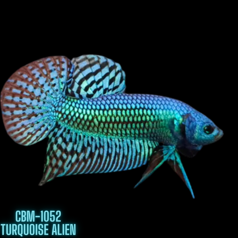 Turquoise Alien Male Betta (CBM-1052) BUY 4 GET 1 FREE MIX & MATCH