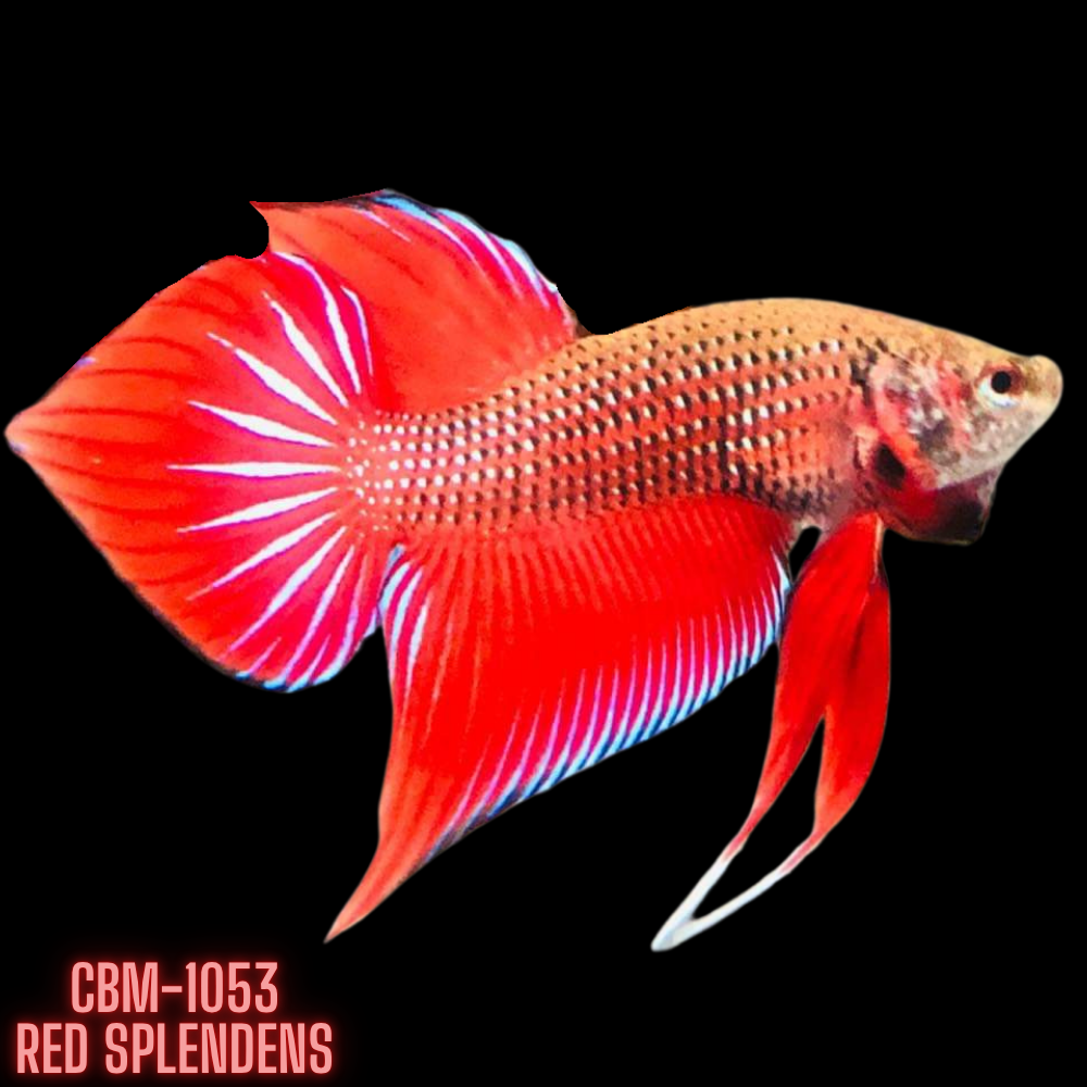 Red Splendens Male Wild Betta Our Choice (CBM-1053)
