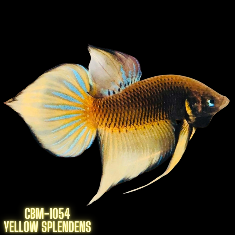 Yellow Splendens Male Wild Betta (CBM-1054) BUY 4 GET 1 FREE MIX & MATCH
