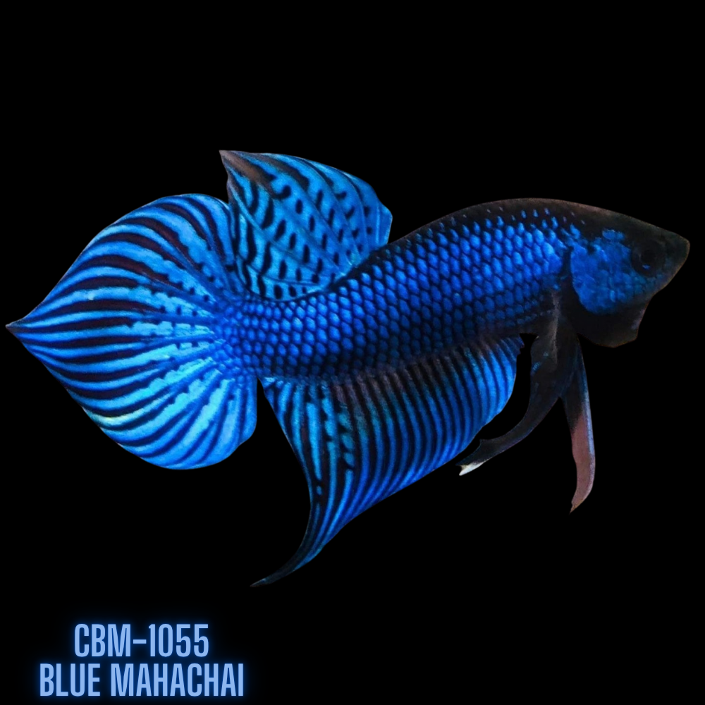 Steel Blue Mahachai Male Wild Betta Our Choice (CBM-1055)