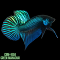 Green Mahachai Male Wild Betta Our Choice(CBM-1056)