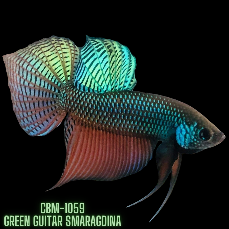 Green Guitar Smaragdina Male Wild Betta (CBM-1059) BUY 4 GET 1 FREE MIX & MATCH
